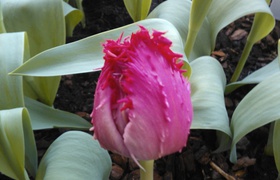 Gratulace